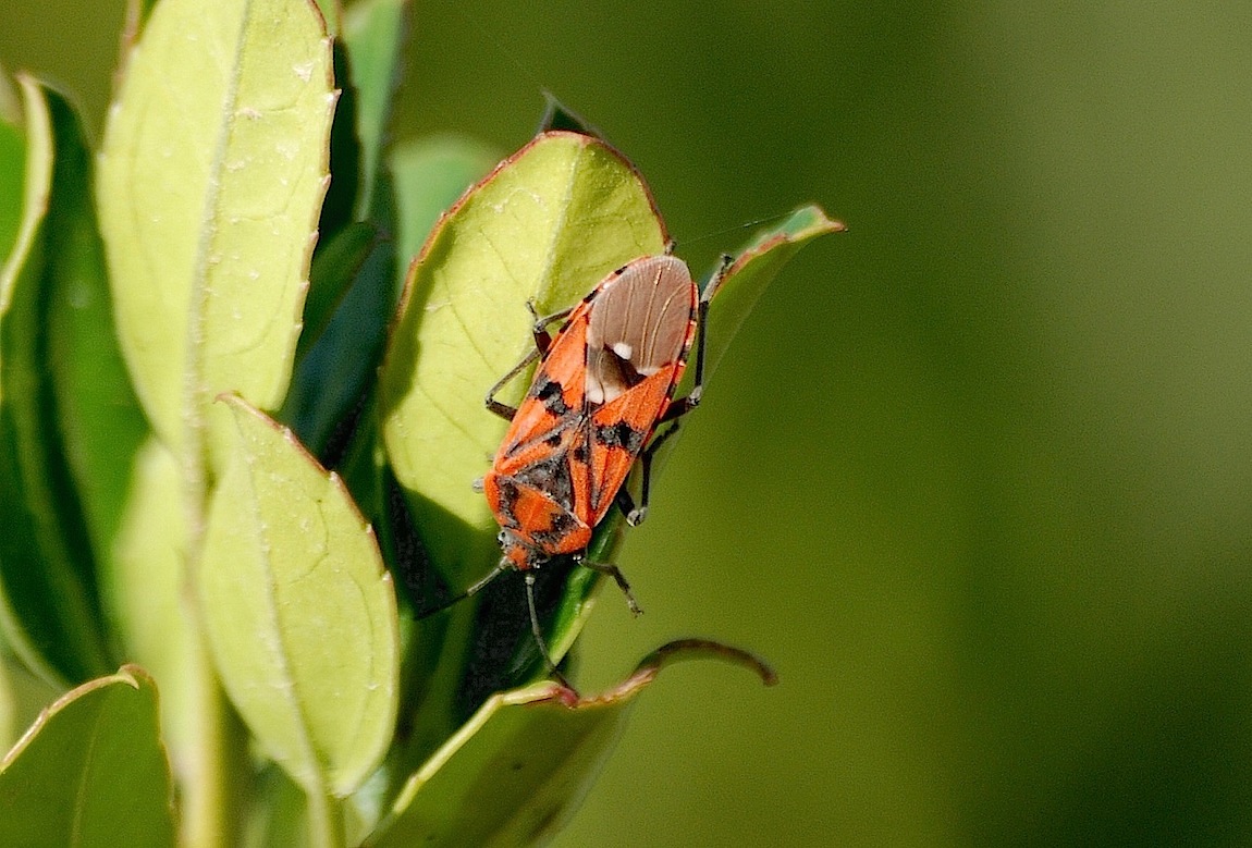 Lygaeidae: Spilostethus pandurus della Sardegna (OT)